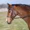 Show in main carousel: M. Toulouse Comfort Crown Snaffle Bridle, Chocolate, X-Full slide 1 of 5