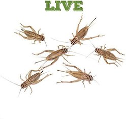 Mack's Natural Reptile Food Crickets Live Feed Reptile Food, 1/2-in, 1,000 count slide 2 of 6