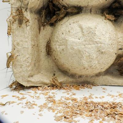 Show full view: Mack's Natural Reptile Food Crickets Live Feed Reptile Food, 1/2-in, 1,000 count slide 3 of 7