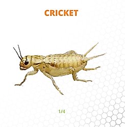 Mack's Natural Reptile Food Crickets Live Feed Reptile Food, 1/4-in, 1,000 count