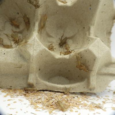 Show full view: Mack's Natural Reptile Food Crickets Live Feed Reptile Food, 1/4-in, 1,000 count slide 3 of 7