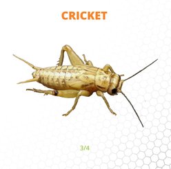 Mack's Natural Reptile Food Crickets Live Feed Reptile Food, 3/4-in, 1,000 count