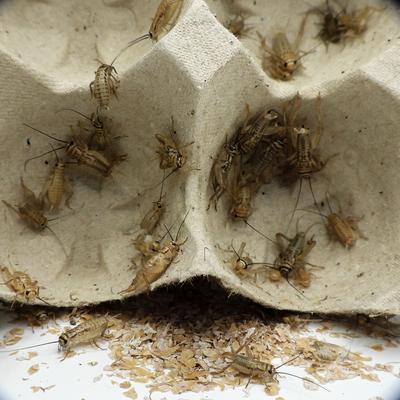 Show full view: Mack's Natural Reptile Food Crickets Live Feed Reptile Food, 3/4-in, 1,000 count slide 3 of 7