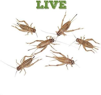 Show full view: Mack's Natural Reptile Food Crickets Live Feed Reptile Food, 3/8-in, 1,000 count slide 4 of 7