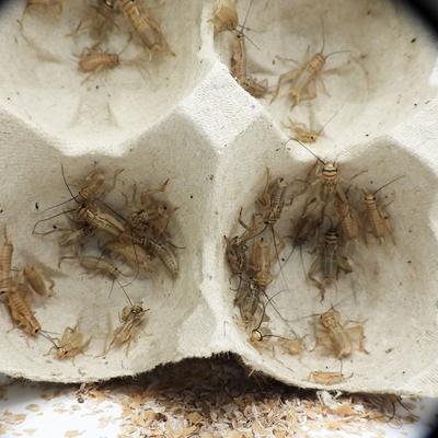 Show full view: Mack's Natural Reptile Food Crickets Live Feed Reptile Food, 3/8-in, 1,000 count slide 3 of 7