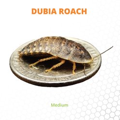 Mack's Natural Reptile Food Dubia Roaches Live Feed Reptile Food, Medium, 1/3 to 1/2-in, 100 count