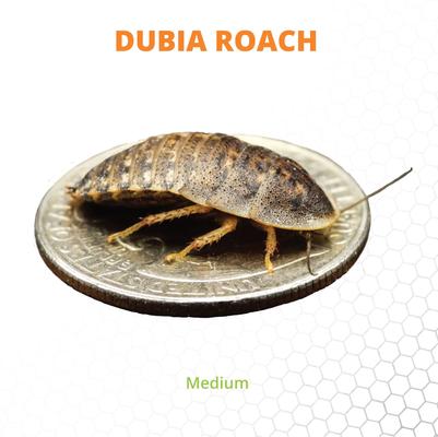 Show full view: Mack's Natural Reptile Food Dubia Roaches Live Feed Reptile Food, Medium, 1/3 to 1/2-in, 25 count slide 4 of 6