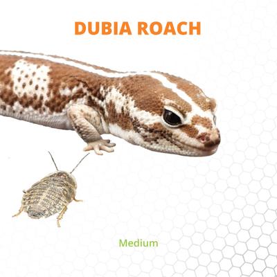 Show full view: Mack's Natural Reptile Food Dubia Roaches Live Feed Reptile Food, Medium, 1/3 to 1/2-in, 500 count slide 3 of 6