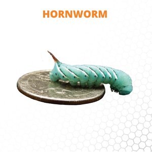 Mack's Natural Reptile Food Hornworm Live Feed Reptile Food, 12 count