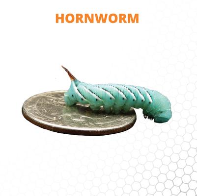 Show full view: Mack's Natural Reptile Food Hornworm Live Feed Reptile Food, 12 count slide 4 of 6