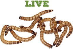 Mack's Natural Reptile Food Large Superworms Live Feed Reptile Food, 1,000 count