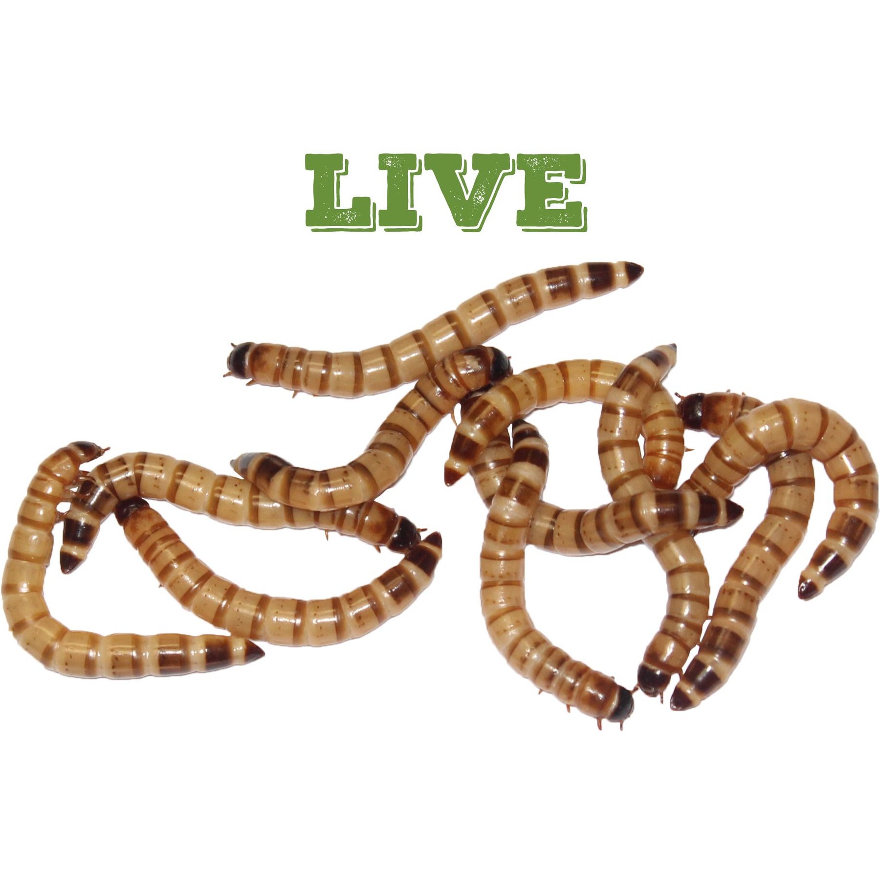 Mack's Natural Reptile Food Large Superworms Live Feed Reptile Food, 1,000 count