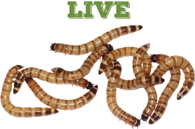 Picture of Leopard Gecko Food | Chewy