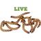 Show in main carousel: Mack's Natural Reptile Food Large Superworms Live Feed Reptile Food, 500 count slide 1 of 7