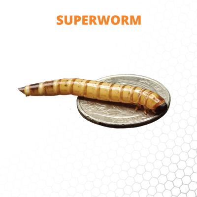 Show full view: Mack's Natural Reptile Food Large Superworms Live Feed Reptile Food, 500 count slide 4 of 7