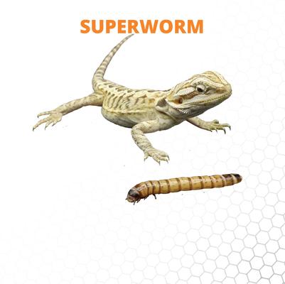 Show full view: Mack's Natural Reptile Food Large Superworms Live Feed Reptile Food, 500 count slide 3 of 7
