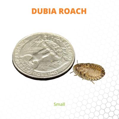Show full view: Mack's Natural Reptile Food Small Dubia Roaches Live Feed Reptile Food, 1/8 to 1/4-in, 25 count slide 4 of 5