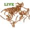 Show in main carousel: Mack's Natural Reptile Food Standard Mealworms Live Feed Reptile Food, 1,000 count slide 1 of 7