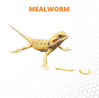 Show full view: Mack's Natural Reptile Food Standard Mealworms Live Feed Reptile Food, 1,000 count slide 3 of 7