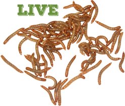 Mack's Natural Reptile Food Standard Mealworms Live Feed Reptile Food, 500 count