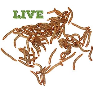 Mack's Natural Reptile Food Standard Mealworms Live Feed Reptile Food, 500 count