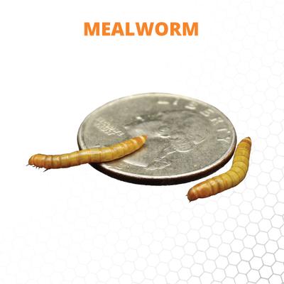 Show full view: Mack's Natural Reptile Food Standard Mealworms Live Feed Reptile Food, 500 count slide 4 of 7