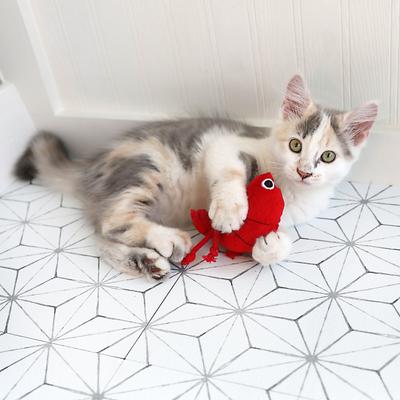 Show full view: Mad Cat Pouncin' Prawn Catnip & Silvervine Cat Toy slide 5 of 6