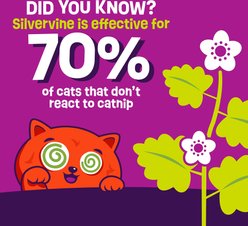 Mad Cat Shrimp Taco Stuffer Play Mat Cat Toy with Catnip, Multicolor slide 2 of 6