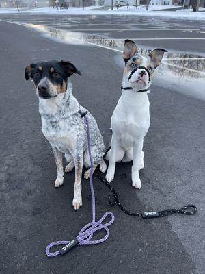 Show full view: Mad Dog Products English Slip Lead Dog Leash, Purple, 6-ft long, 3/8-in wide slide 4 of 8