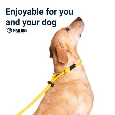 Show full view: Mad Dog Products Martingale Slip Lead Dog Leash, Aqua, 8-ft long, 3/8-in wide slide 3 of 6