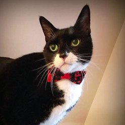 Made By Cleo Dracula Cat Collar, 8 to 13-in slide 2 of 4