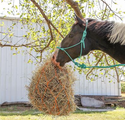 Show full view: Majestic Ally Knotted Training Halter & Lead, Turquoise slide 4 of 4