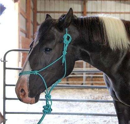Show full view: Majestic Ally Knotted Training Halter & Lead, Turquoise slide 3 of 4
