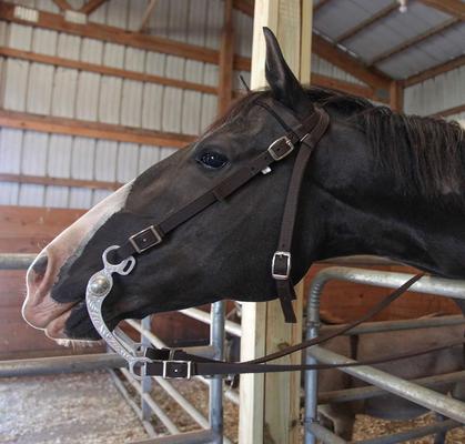 Show full view: Majestic Ally Nylon Padded Browband Headstall & Reins Horse Tack, Chocolate slide 3 of 4