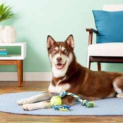 Mammoth Braided Tug with Tennis Ball for Dogs, Color Varies, Large slide 2 of 5