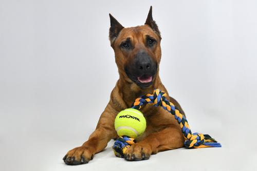 Show full view: Mammoth Color 3 Knot Rope Tug with Tennis Ball for Dogs, Color Varies, Medium slide 7 of 12