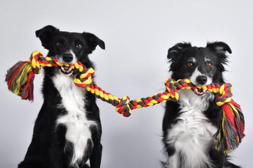 Show full view: Mammoth Cottonblend 5 Knot Dog Rope Toy, Color Varies, XX-Large slide 3 of 9