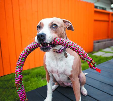 Show full view: Mammoth SnakeBiter Snake Rope Dog Toy, Color Varies, Large slide 4 of 10