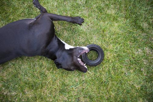 Show full view: Mammoth Tirebiter II Dog Toy, Medium slide 3 of 10