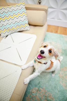 Show full view: Mammoth X-Mat Foldable Pet Training Mat, 18-in slide 2 of 7