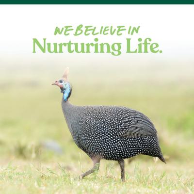 Show full view: Manna Pro 16% All Flock Crumbles with Probiotics Chicken & Duck Food, 25-lb bag slide 7 of 10