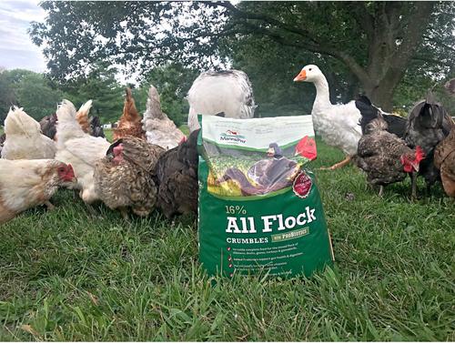 Show full view: Manna Pro 16% All Flock Crumbles with Probiotics Chicken & Duck Food, 8-lb bag slide 9 of 12