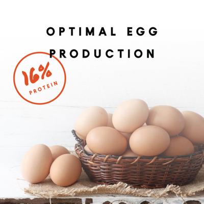 Show full view: Manna Pro 16% Layer Crumbles with Probiotics Chicken Food, 8-lb bag slide 3 of 8