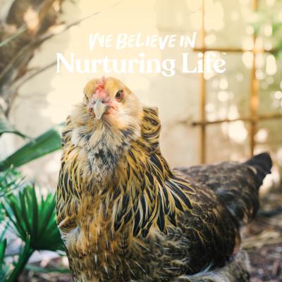 Show full view: Manna Pro 16% Layer Pellets with Probiotics Chicken Food, 8-lb bag slide 6 of 7