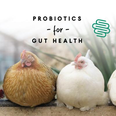 Show full view: Manna Pro 16% Layer Pellets with Probiotics Chicken Food, 8-lb bag slide 4 of 7