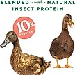 Show in main carousel: Manna Pro Duck Discs Waterfowl Duck Treats, 16-oz bag slide 5 of 9