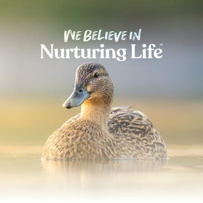 Show full view: Manna Pro Duck Layer Pellets Duck Food, 8-lb bag slide 7 of 8