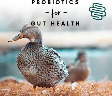 Show full view: Manna Pro Duck Layer Pellets Duck Food, 8-lb bag slide 4 of 8