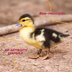 Manna Pro Duck Starter Grower Crumbles Duck Food, 25-lb bag slide 2 of 7