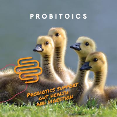 Show full view: Manna Pro Duck Starter Grower Crumbles Duck Food, 8-lb bag slide 6 of 8